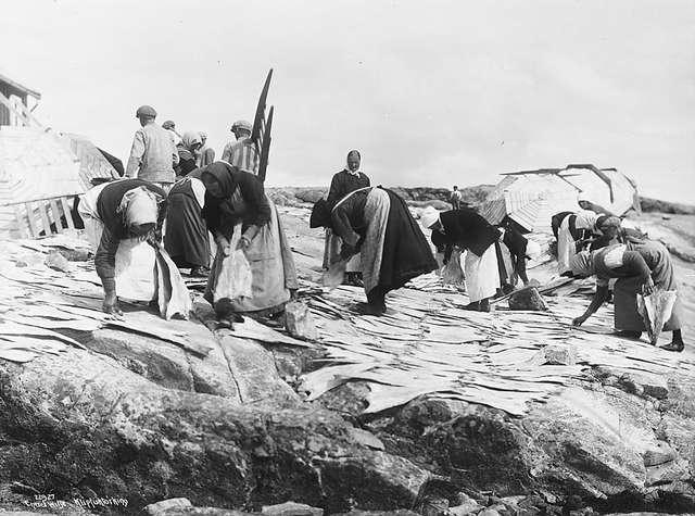 Klipvis wordt op de rotsen bij Kristiansund te drogen gelegd. Foto uit 1922 door Anders Beer Wilse. (Collectie Norsk Folkemuseum)