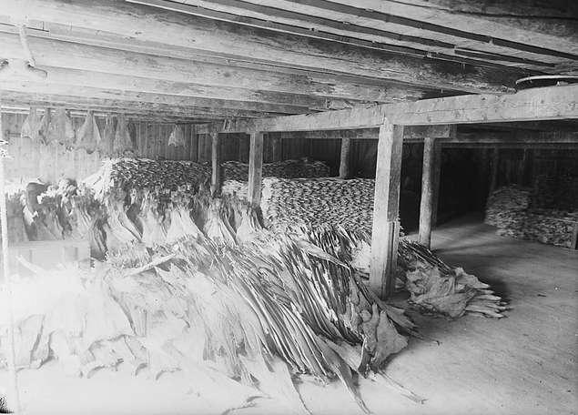 Opslag van klipvis in Kristiansund (1922). (Norsk Folkemuseum, foto Anders Beer Wilse)